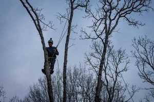 Tree Cutting Service That Prioritizes Customer Satisfaction