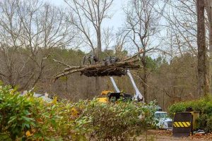 Reliable Tree Service Madison Homeowners Can Count On
