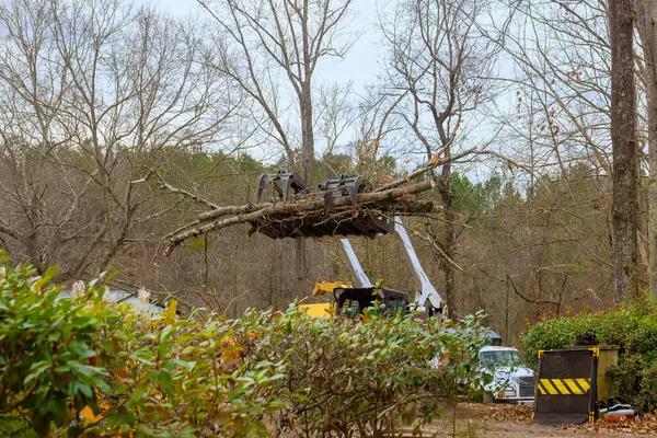 Reliable Tree Service Madison Homeowners Can Count On