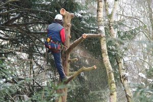 Tree Wise Men Tree Stump Removal Services Done Quickly and Efficiently