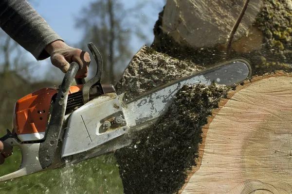Affordable Tree Service Madison Services for Local Homeowners