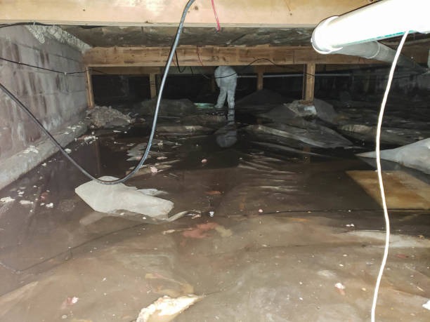Affordable Water Damage Restoration Services Near Me for Emergency Cleanup